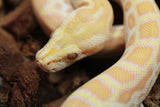 Piton Burmes Pearl Het Laberinto Macho ID R16-20
