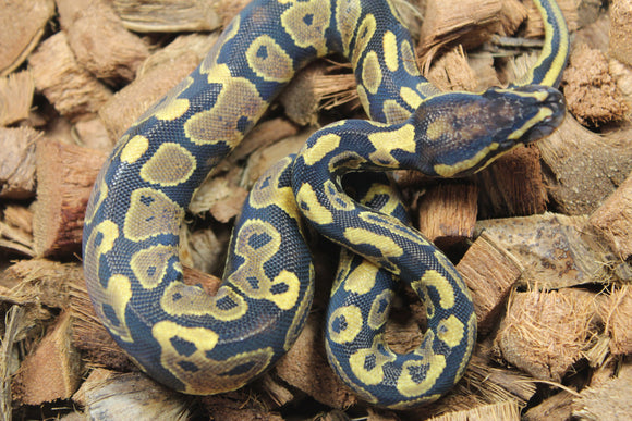 Piton Bola Yellowbelly Hembra ID R4-04