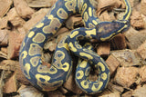 Piton Bola Yellowbelly Hembra ID R4-04
