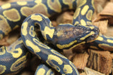 Piton Bola Yellowbelly Hembra ID R4-04
