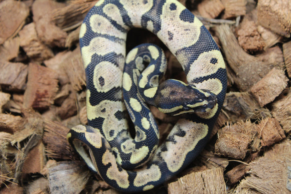 Piton Bola Yellowbelly Calico Macho ID R4-07