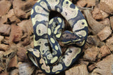 Piton Bola Yellowbelly Calico Macho ID R4-07