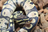 Piton Bola Yellowbelly Calico Macho ID R4-07