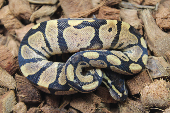 Piton Bola Calico Hembra ID R4-13