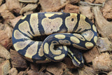 Piton Bola Calico Hembra ID R4-13