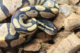 Piton Bola Calico Hembra ID R4-13