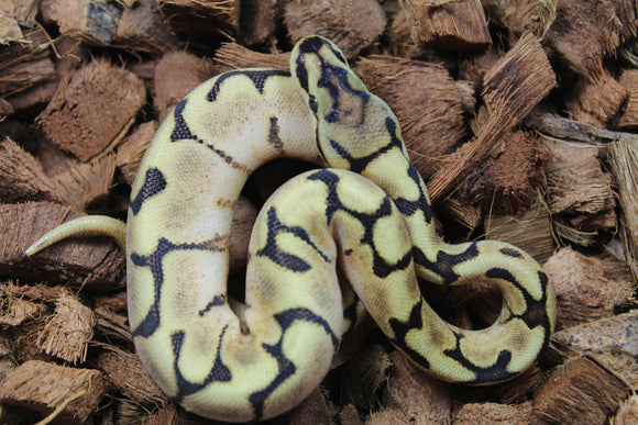 Piton Bola Spider Calico Yellowbelly Hembra ID R4-15