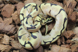 Piton Bola Spider Calico Yellowbelly Hembra ID R4-15