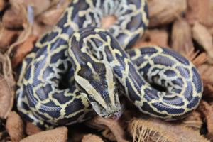 Piton burmes Nominal 100% Het Albino Macho ID R3-07