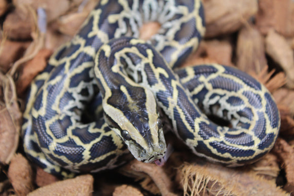 Piton burmes Nominal 100% Het Albino Macho ID R3-07