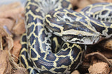 Piton burmes Nominal 100% Het Albino Macho ID R3-07
