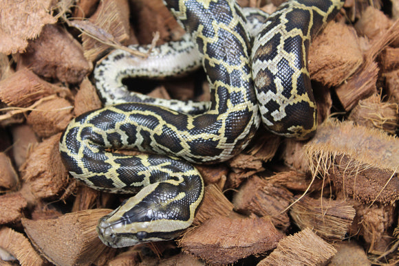 Piton burmes Nominal 100% Het Albino Macho ID R3-09