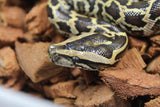 Piton burmes Nominal 100% Het Albino Macho ID R3-09