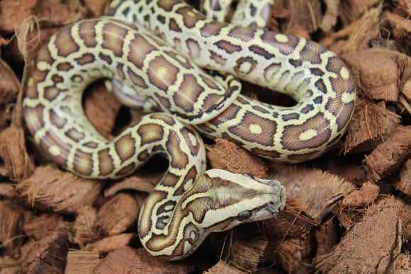 Piton burmes Hypo 100% Het Albino Macho ID R3-12