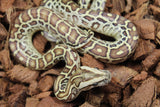 Piton burmes Hypo 100% Het Albino Macho ID R3-12