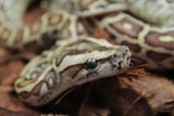 Piton burmes Hypo 100% Het Albino Macho ID R3-12