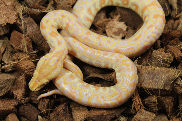 Piton burmes Albino Macho ID R3-13