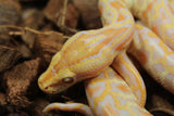 Piton burmes Albino Macho ID R3-13