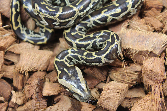Piton burmes Nominal Het Albino Hembra iD R3-14