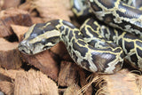 Piton burmes Nominal Het Albino Hembra iD R3-14