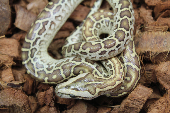 Piton burmes Hypo Het Albino Hembra ID R3-17