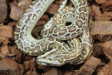 Piton burmes Hypo Het Albino Hembra ID R3-17