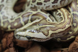 Piton burmes Hypo Het Albino Hembra ID R3-17