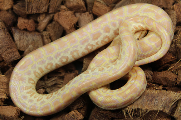 Piton burmes Pearl Hembra ID R3-19