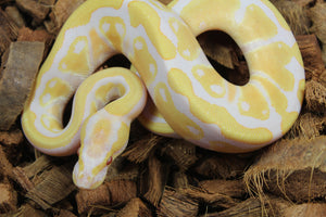 Piton Bola Candy Hembra ID R1-01