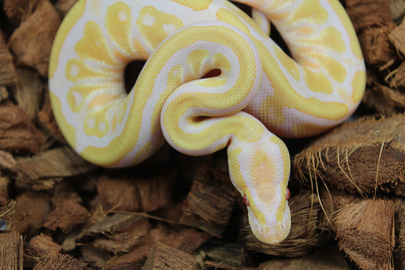 Piton Bola Candy Macho ID R1-08