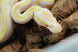 Piton Bola Candy Macho ID R1-08