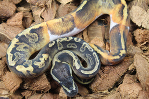 Piton Bola Pied GHI Macho ID R2-17