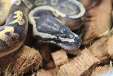 Piton Bola Pied GHI Macho ID R2-17