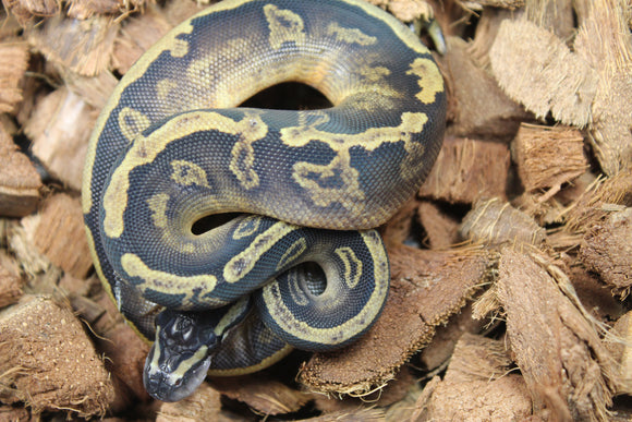 Piton Bola Pied GHI Hembra ID R2-18