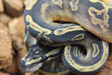 Piton Bola Pied GHI Hembra ID R2-18