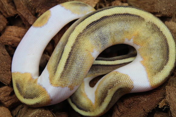 Piton Bola Pied Mojave Hembra ID R2-20