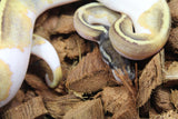 Piton Bola Pied Mojave Hembra ID R2-20