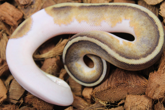 Piton Bola Pied Mojave Hembra iD R3-03
