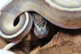 Piton Bola Pied Mojave Hembra iD R3-03
