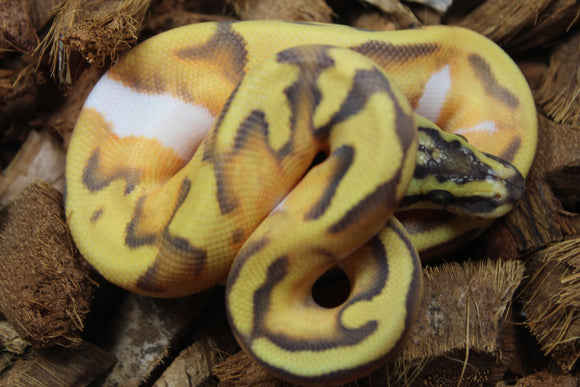 Piton Bola Hypo Pied Enchi Pastel Macho ID R4-02