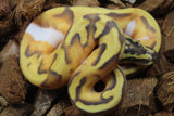 Piton Bola Hypo Pied Enchi Pastel Macho ID R4-02