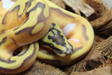 Piton Bola Hypo Pied Enchi Pastel Macho ID R4-02