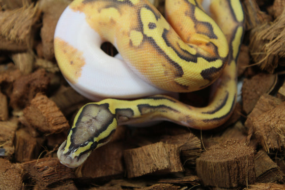 Piton Bola Hypo Pied Hembra ID R4-18
