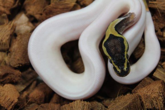 Piton Bola Pastel Pied Macho ID R5-01