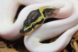 Piton Bola Pastel Pied Macho ID R5-01