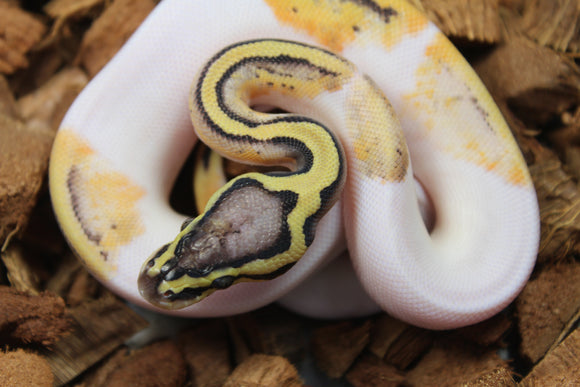 Piton Bola Pastel Pied Macho ID R5-02