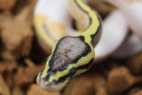 Piton Bola Pastel Pied Macho ID R5-02
