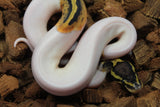 Piton Bola Pastel Pied Macho ID R7-06