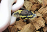 Piton Bola Pastel Pied Macho ID R7-06