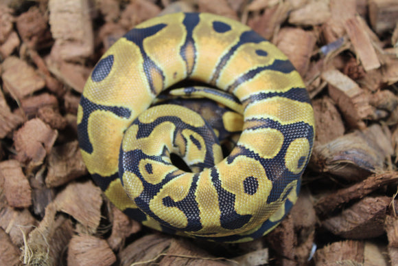 Piton Bola Enchi Macho ID R7-07